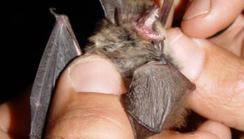 Амурская ночница (Myotis bombinus) — особенности и привычки