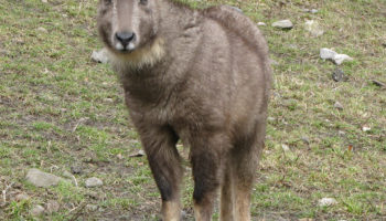 Амурский горал (Naemorhedus caudatus)
