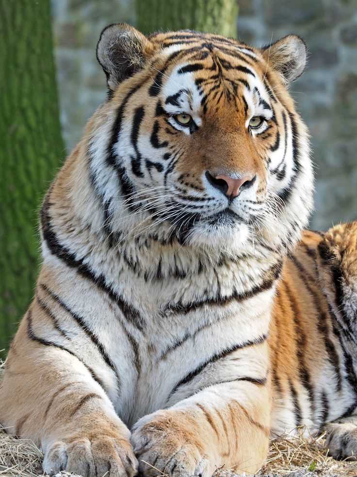 Заповедники и национальные парки, где можно увидеть амурского тигра
