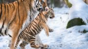 Амурский тигр — величественный хищник Дальнего Востока