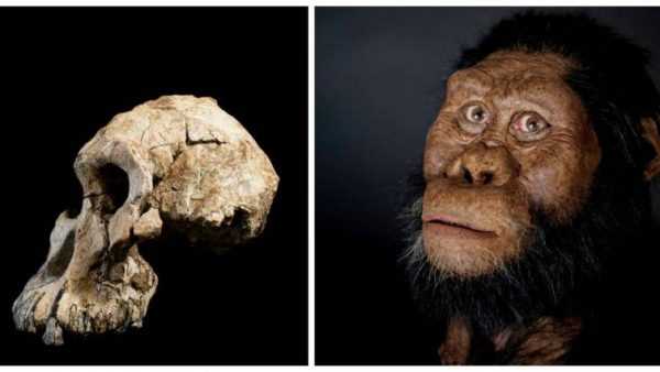 Анамский австралопитек (Australopithecus anamensis)