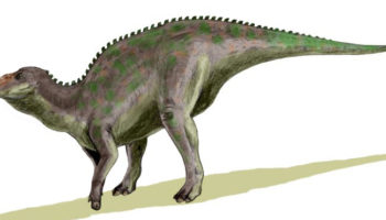 Анатотитан (Anatotitan) — известный динозавр семейства ящеротазовых