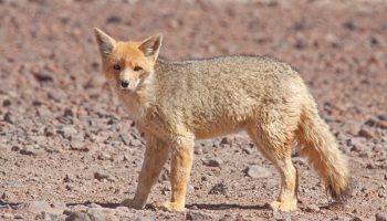 Андская лисица — особенности и образ жизни