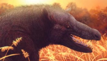 Анхитерий — исчезнувший представитель древних млекопитающих