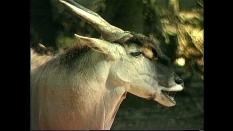 Физические характеристики антилопы Канна