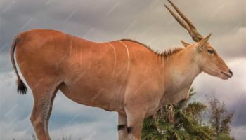 Антилопа Канна (Taurotragus oryx) — описание, особенности и ареал обитания