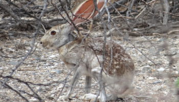 Антилоповый заяц (Lepus alleni) — описание, распространение и особенности