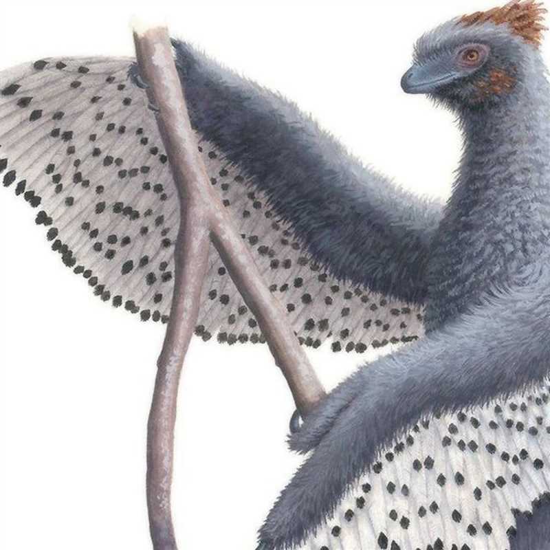 Анхиорнис (Anchiornis)