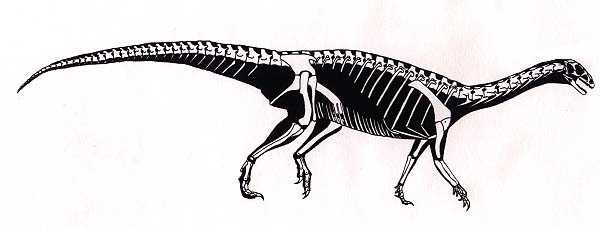 Анхизавр (Anchisaurus)