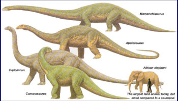 Апатозавр (Apatosaurus) — описание, особенности и распространение