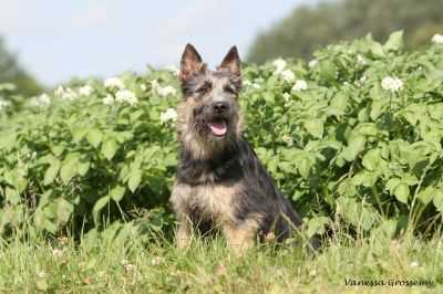 Арденнский бувье: плюсы и минусы породы собак