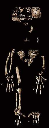 Апеллис (Australopithecus)
