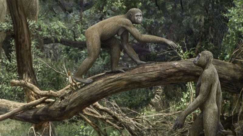 Сравнение с другими видами ранних человекообразных обезьян