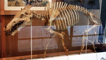 Археотерий (Archaeotherium) — исчезнувший хищник прошлого