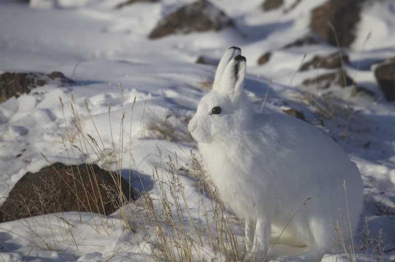 Причины угрозы вымирания Арктического беляка (Lepus arcticus)