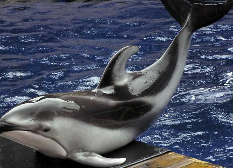 Привычки и поведение белобоких дельфинов