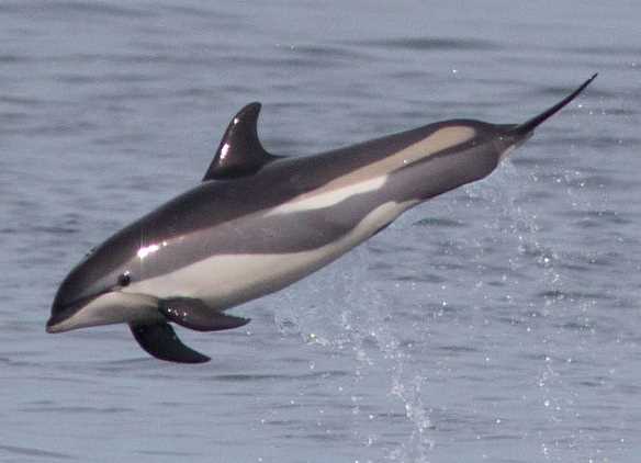 Питание и рацион белобокого дельфина