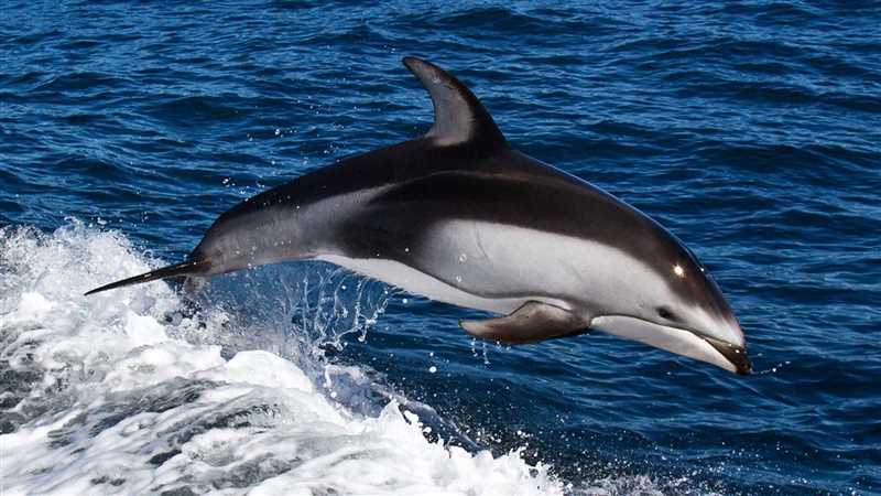 Атлантический белобокий дельфин (Leucopleurus acutus)