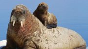 Атлантический морж — особенности, образ жизни и охрана