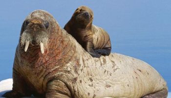Атлантический морж — особенности, образ жизни и охрана