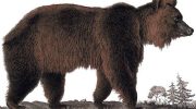 Атласский медведь — история вымершего видa