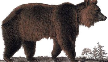 Атласский медведь — история вымершего видa