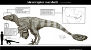 Атроцираптор (Atrociraptor) — описание, особенности и история открытия
