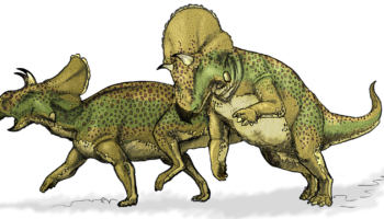Авацератопс — древнее растительноядное динозавровое существо