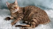 Австралийская дымчатая кошка — характеристики, история, уход и содержание, выбор и цена