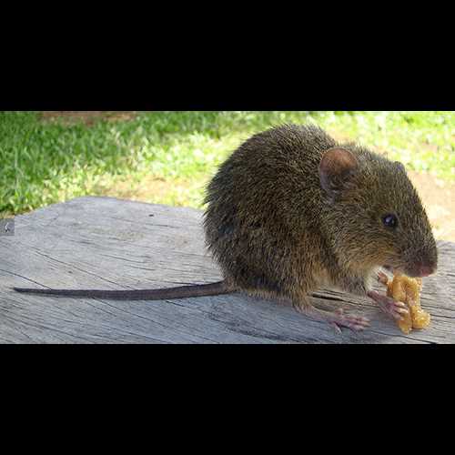 Одна из основных угроз для австралийских мышей - потеря среды обитания.