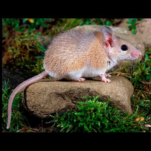 Австралийские мыши (Leggadina)