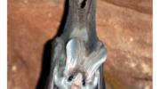 Австралийский ложный вампир (Macroderma gigas) — особенности исключительного млекопитающего