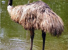 Австралийский страус: фото, описание и среда обитания