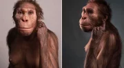 Австралопитеки (Australopithecus) — предки человека