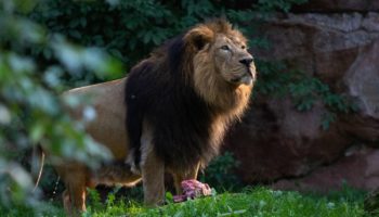 Азиатский лев (Panthera leo persica)