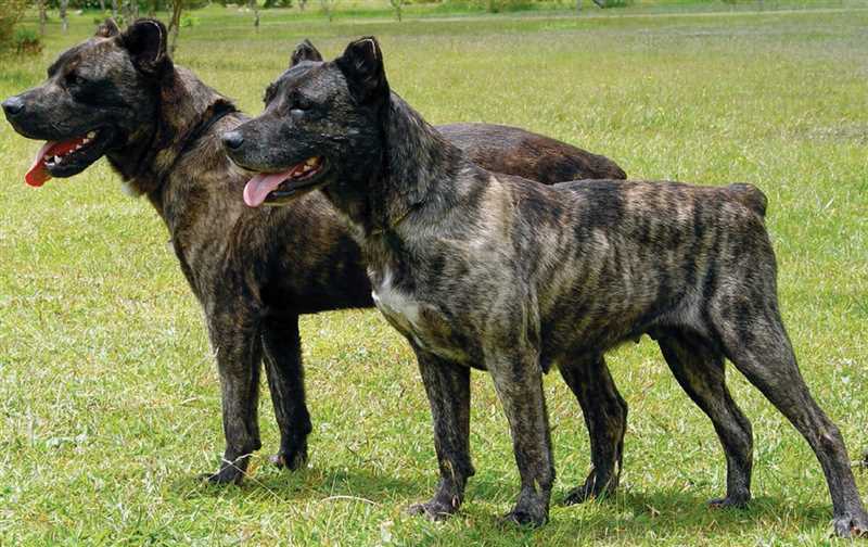 Как выбрать Азорскую пастушью собаку