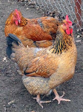О породе кур кучинские: описание и характеристика, как определить пол у цыплят