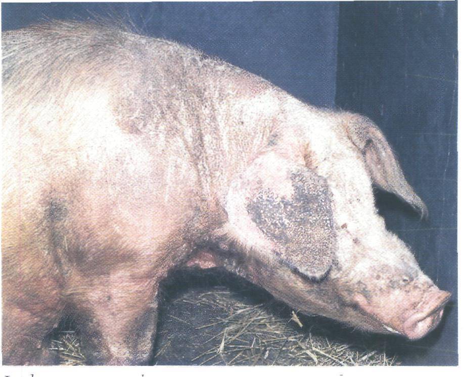 Болезни свиней - инфекционные, неинфекционные заболевания и борьба с ними