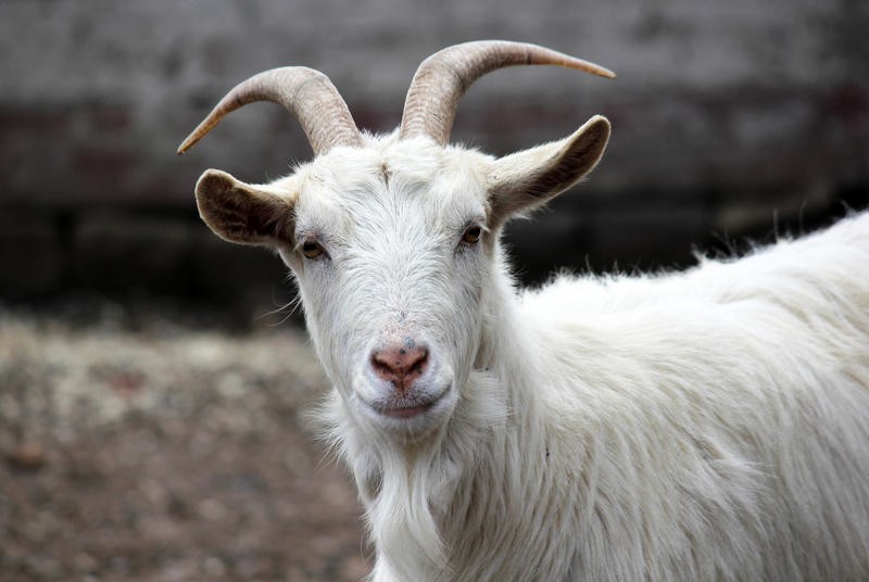 О породах коз: какие бывают, описание, общие характеристики, мясные и пуховые
