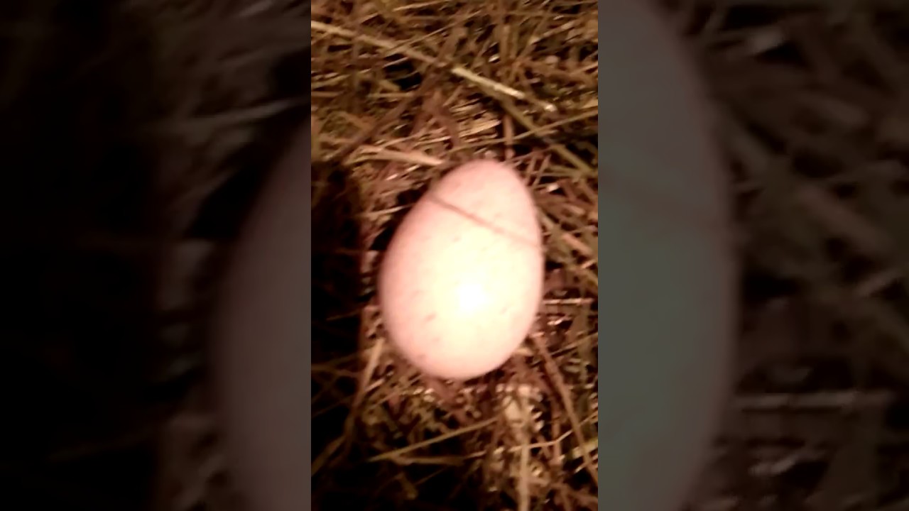 Сколько дней курица сидит на яйцах и как вывести потомство правильно