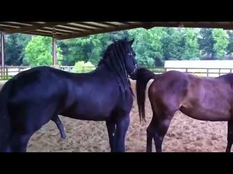 Спаривание лошадей: подбор животных, методы разведения, способы случки
