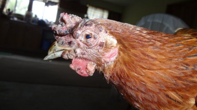У цыпленка грязная клоака что делать — болезни цыплят симптомы и лечение galateya-ekb.ru