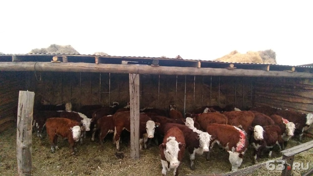 Разведение бычков для откорма на мясо в домашних условиях: первые шаги, рекомендации, таблица