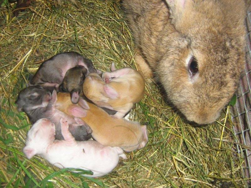Искусственное выкармливание крольчонка без крольчихи: сколько раз в сутки выкармливать, советы специалистов