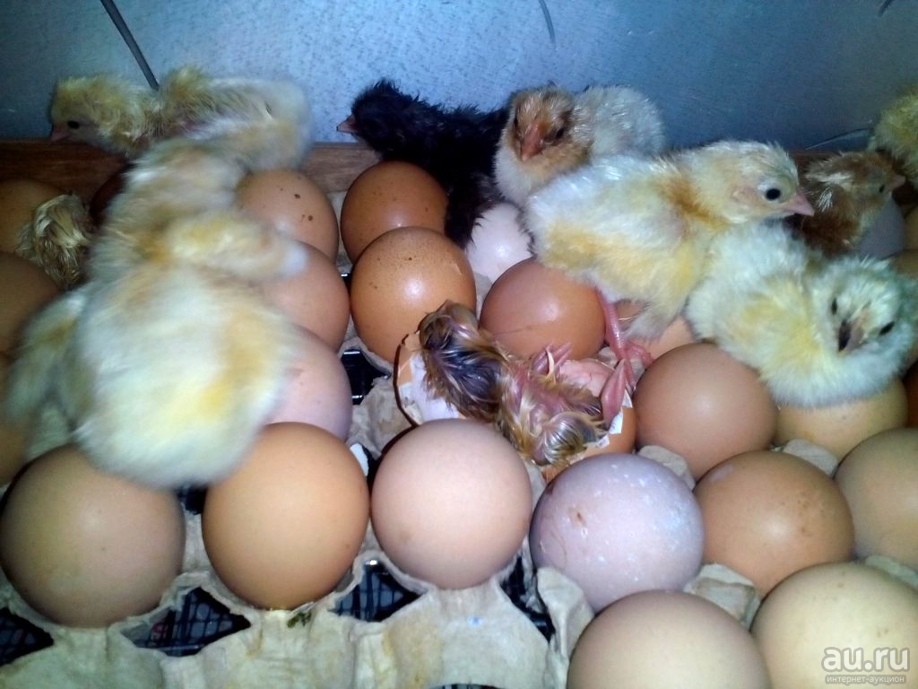 Когда цыплят можно выпускать в общий курятник и как правильно подселить их ко взрослым курам?