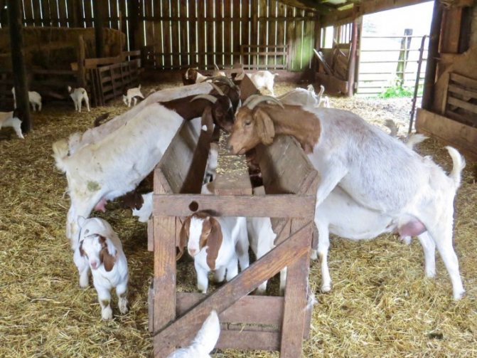 Разведение коз в домашнем хозяйстве для начинающих