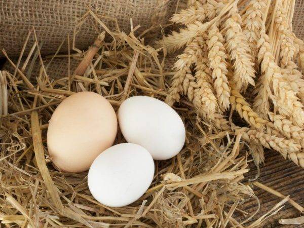 Что сделать, чтобы куры несла крупные яйца? топ-7 советов