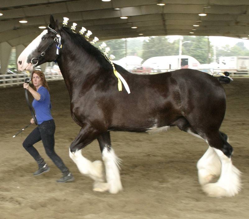 Самые большие лошади в мире: описание с фото. отдельные рекордсмены-гиганты