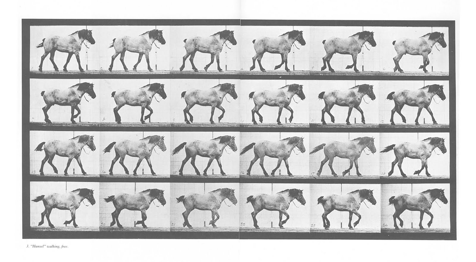 Аллюр: основные виды бега лошади, их названия и характеристики