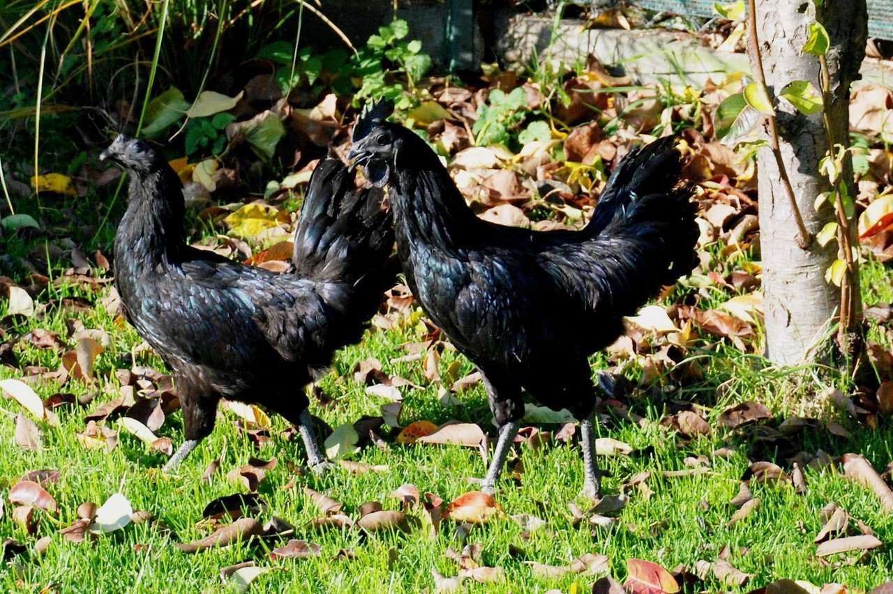 Кохинхины куры: описание породы голубой, белой, черной курицы и петуха серебро, яйценоскость палевых цыплят